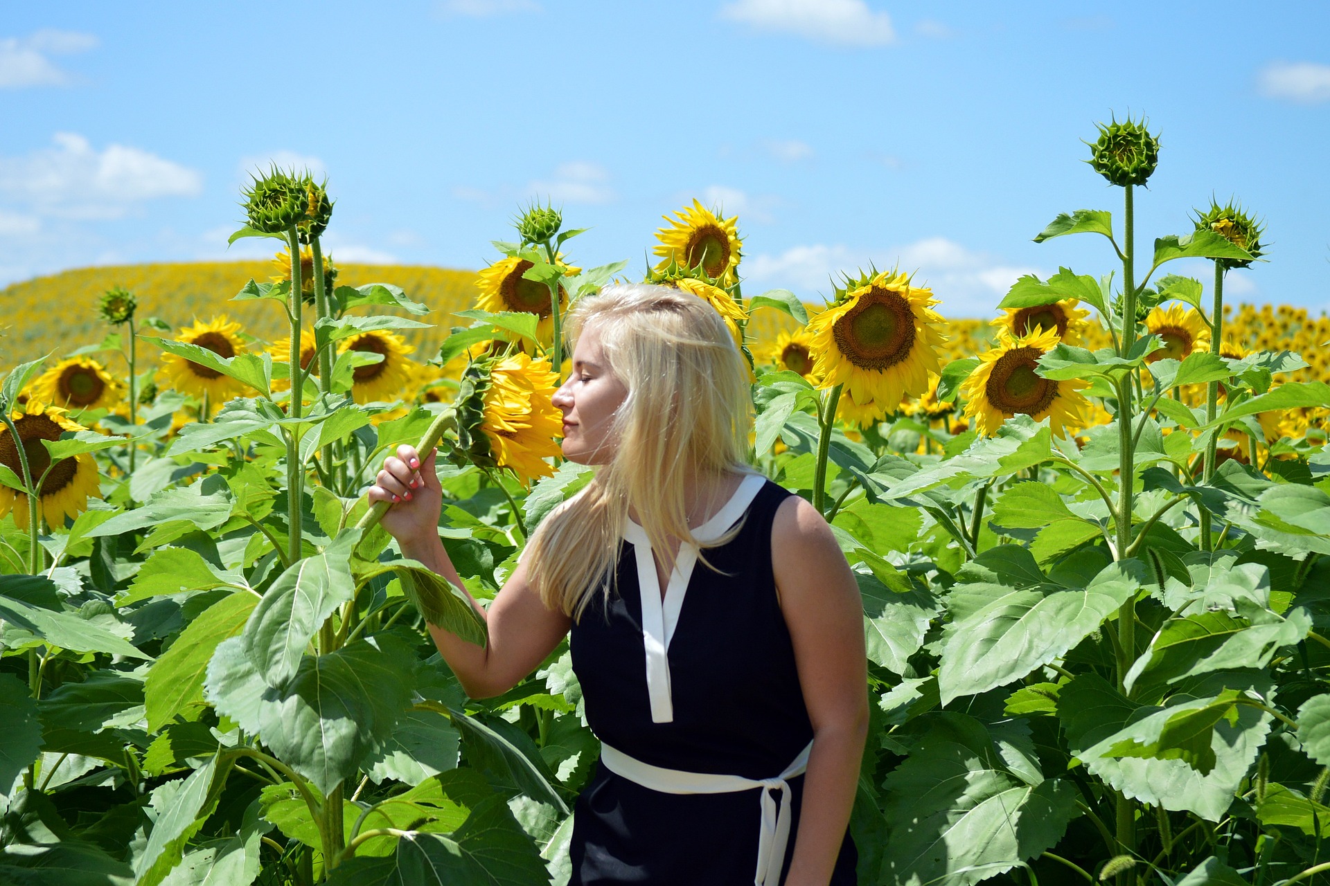 Blonde girl smelling a sunflower flower on a pretty day.